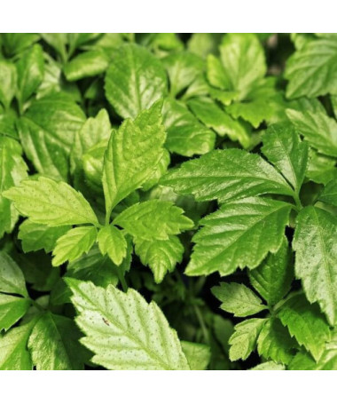 Kräuter der Langlebigkeit - Jiaogulan Gynostemma P9/C1