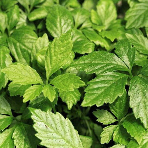 Kräuter der Langlebigkeit - Jiaogulan Gynostemma P9/C1