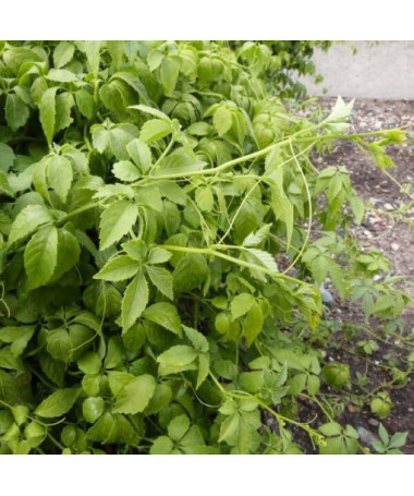 Kräuter der Langlebigkeit - Jiaogulan Gynostemma P9/C1