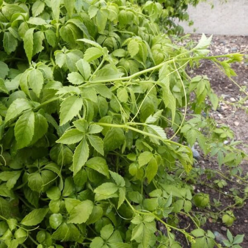 Kräuter der Langlebigkeit - Jiaogulan Gynostemma P9/C1