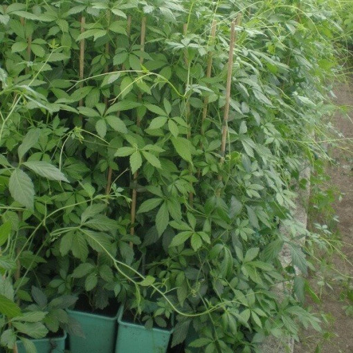 Kräuter der Langlebigkeit - Jiaogulan Gynostemma P9/C1