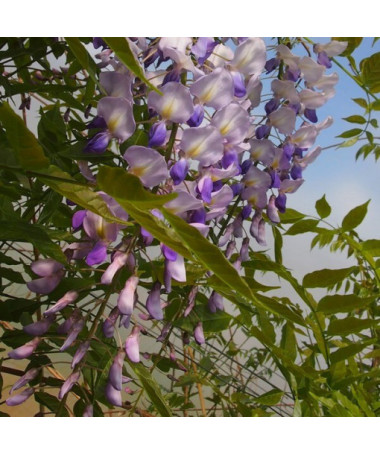 Chinesische Glyzinie BLAU-VIOLETT Topf, 4L