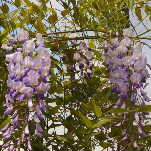 Chinesische Glyzinie BLAU-VIOLETT Topf, 4L