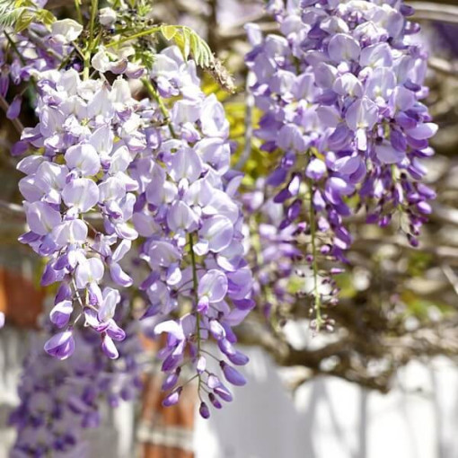 Chinesischer Blauregen BLAU-VIOLETT einzeln, 2l