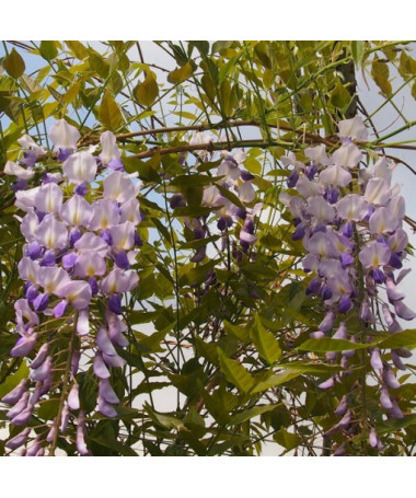 Chinesischer Blauregen BLAU-VIOLETT  P9/C1