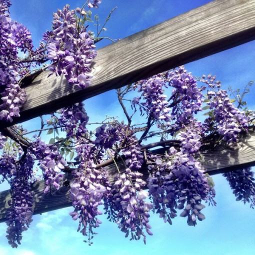 Chinesischer Blauregen BLAU-VIOLETT  P9/C1