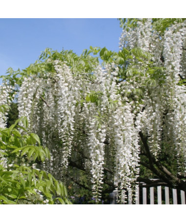 Chinesischer Blauregen Alba einzeln, 4l