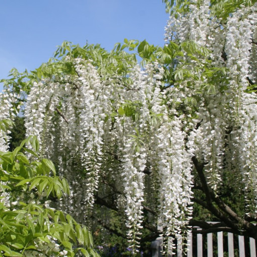 Chinesischer Blauregen Alba einzeln, 4l