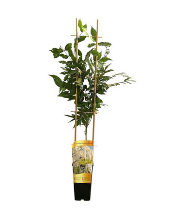 Chinesischer Blauregen Alba einzeln,  2l