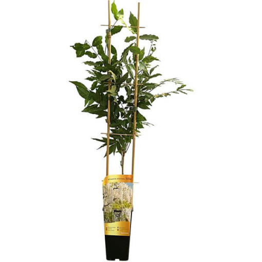 Chinesischer Blauregen Alba einzeln,  2l