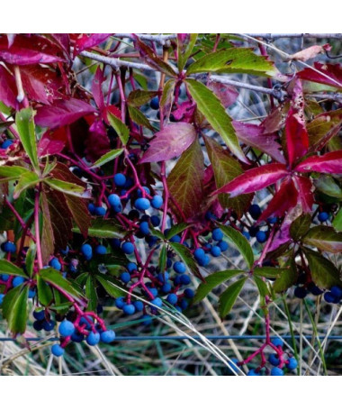 Dickicht-Weinrebe einzeln, 2L