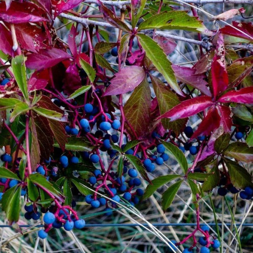 Dickicht-Weinrebe einzeln, 2L