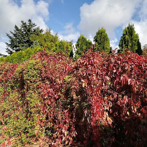 Dickicht-Weinrebe einzeln, 2L