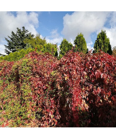 Dickicht-Weinrebe P9/C1