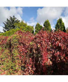 Dickicht-Weinrebe P9/C1