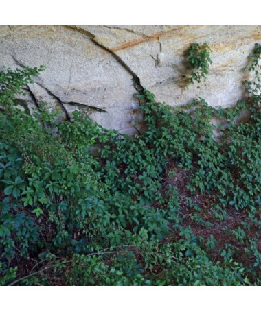 Dickicht-Weinrebe P9/C1