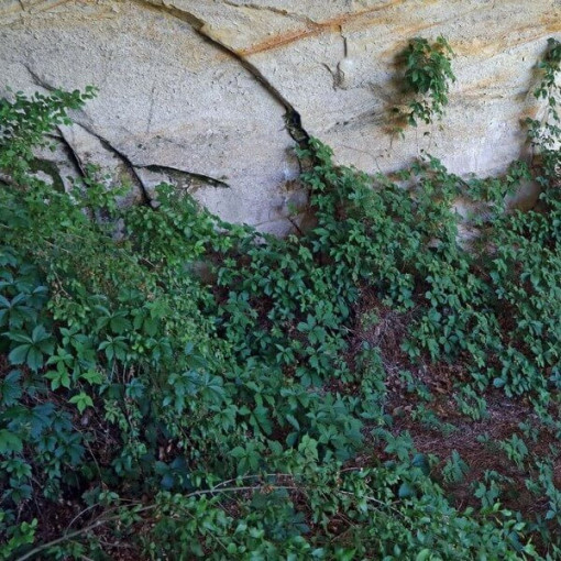 Dickicht-Weinrebe P9/C1