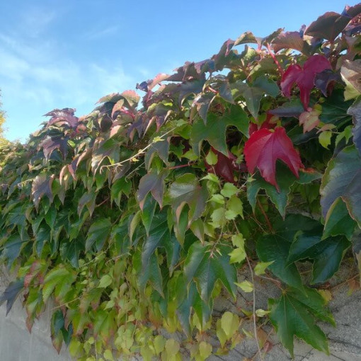 Dreilappiger Efeu 'Veitchii' P9/C1