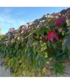 Dreilappiger Efeu 'Veitchii' P9/C1