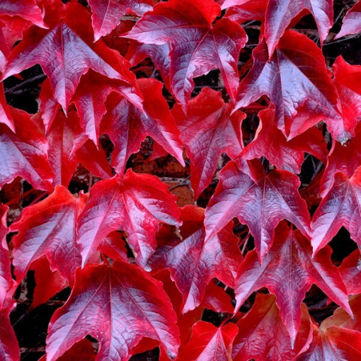 Dreilappiger Efeu 'Veitchii' P9/C1