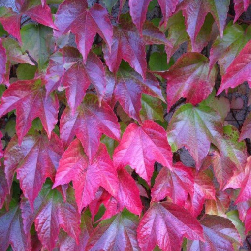 Weinrebe 'Veitchii' 2L Topf