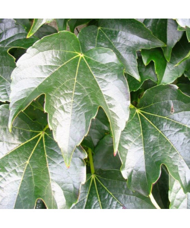 Weinrebe 'Veitchii' 2L Topf