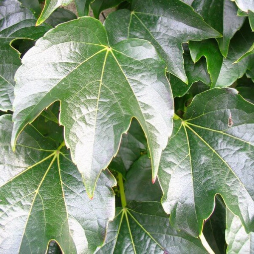 Weinrebe 'Veitchii' 2L Topf