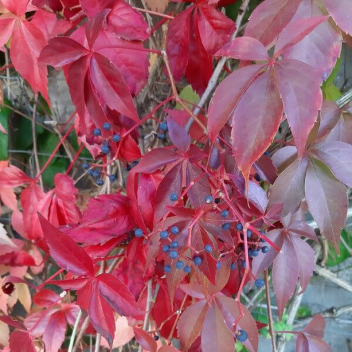 Wilder Wein Murorum (fünflappig) Topf, 2L