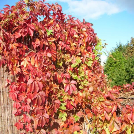 Wilder Wein Murorum (fünflappig) P9/C1