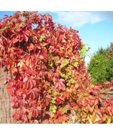 Wilder Wein Murorum (fünflappig) P9/C1