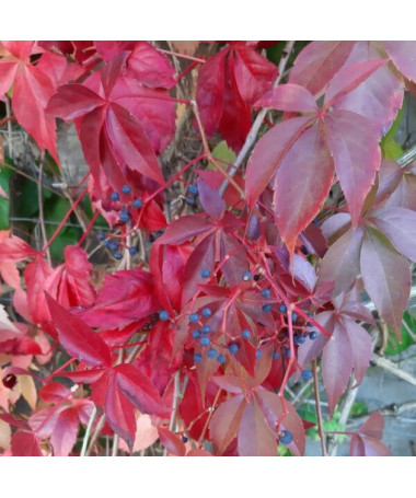 Wilder Wein Murorum (fünflappig) P9/C1