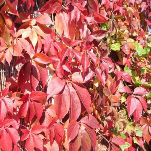 Wilder Wein Murorum (fünflappig) P9/C1