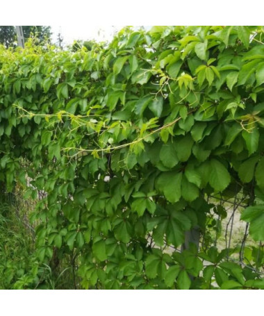 Wilder Wein (fünflappig) Troki P9/C1