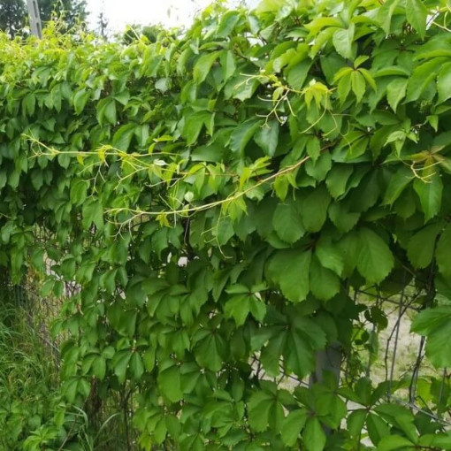 Wilder Wein (fünflappig) Troki P9/C1