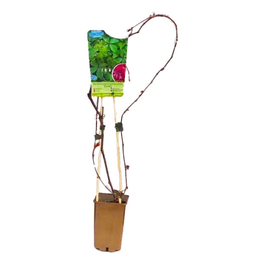 Wilder Wein (fünflappig) Troki P9/C1