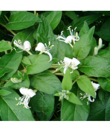 Geißblatt scharfspitzig Immergrün P9/C1