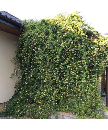 Geißblatt scharfspitzig Immergrün P9/C1