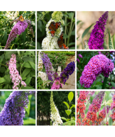 Set mit 4 Stück - Buddleia in P9/C1 Töpfen