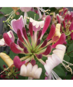 Küsten-Geißblatt Serotina DUFTEND Topf, 2L