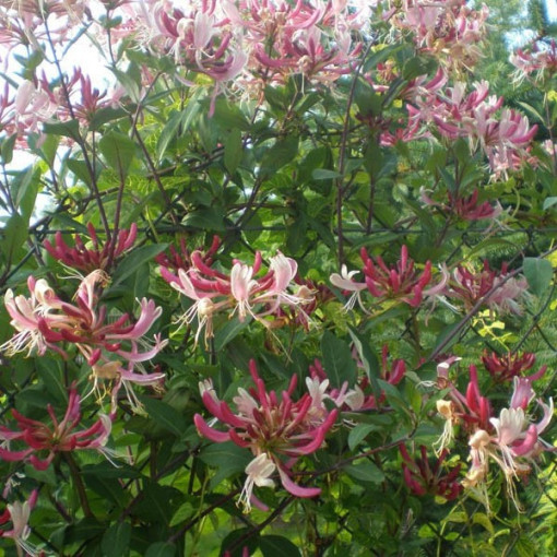 Küsten-Geißblatt Serotina DUFTEND Topf, 2L