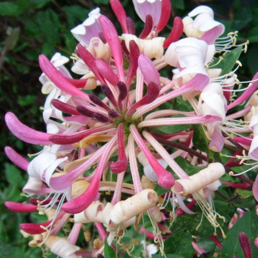 Küsten-Geißblatt Serotina DUFTEND Topf, 2L
