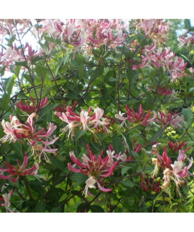 Pommerische Geißblatt 'Serotina' Duftend, 4L Topf