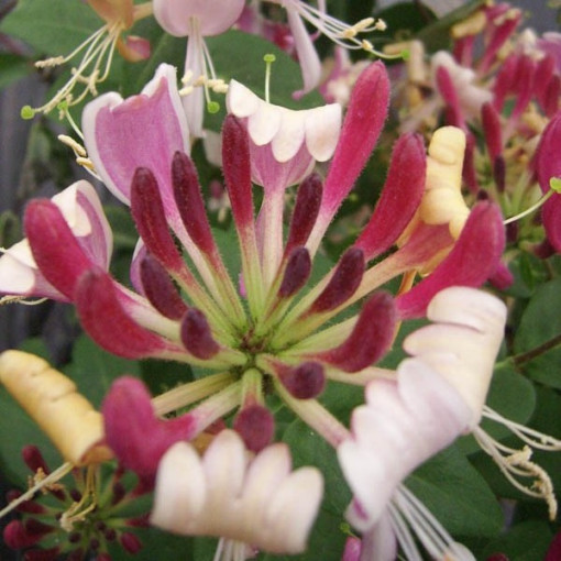 Pommerische Geißblatt 'Serotina' Duftend, 4L Topf