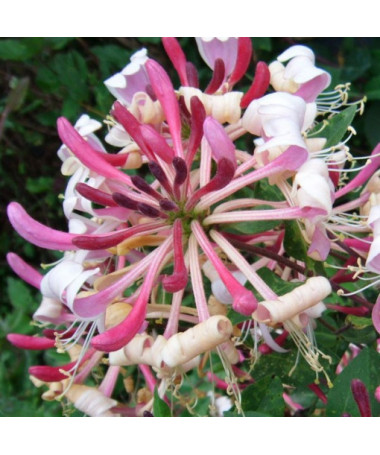 Pommerische Geißblatt 'Serotina' Duftend P9/C1