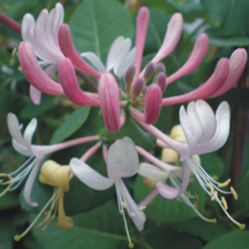 Pommerische Geißblatt 'Serotina' Duftend P9/C1