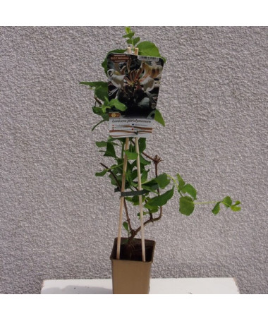 Duftendes Geißblatt 'Pomorski' Topf, 2L