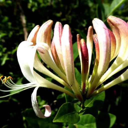 Duftendes Geißblatt 'Pomorski' Topf, 2L