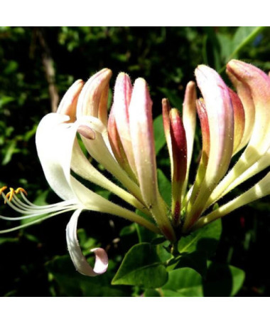 Duftige Küsten-Geißblatt P9/C1