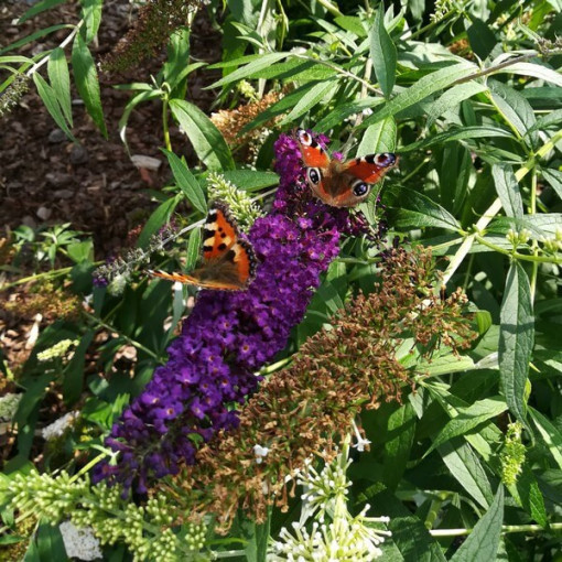 Set mit 4 Stück - Buddleia in P9/C1 Töpfen