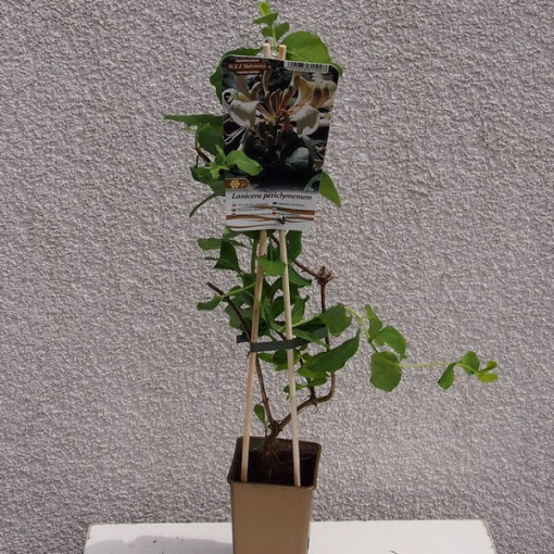 Duftige Küsten-Geißblatt P9/C1